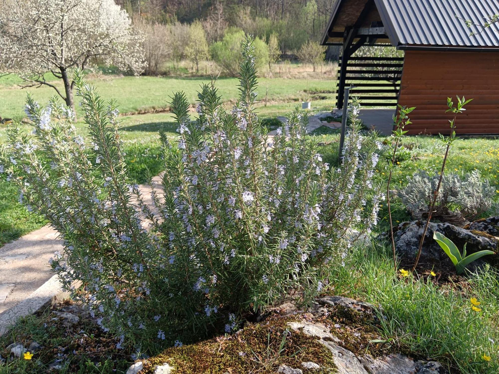 Apartman Sveti Rok Exteriör bild